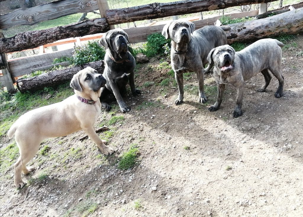 Des  Monts D'Ardeche - Nos Cane Corso