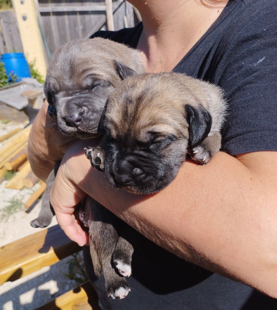 Des  Monts D'Ardeche - Chiots nés le 31 Mai 2022