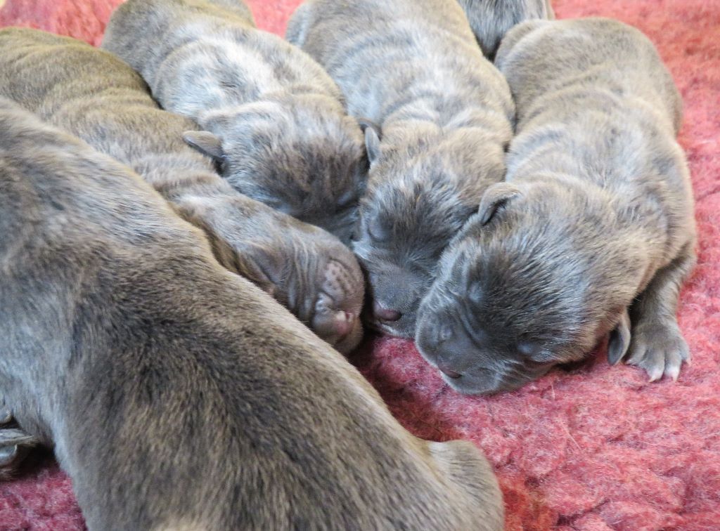 Des  Monts D'Ardeche - Les BB sont nés ce mercredi 6 mai 2020