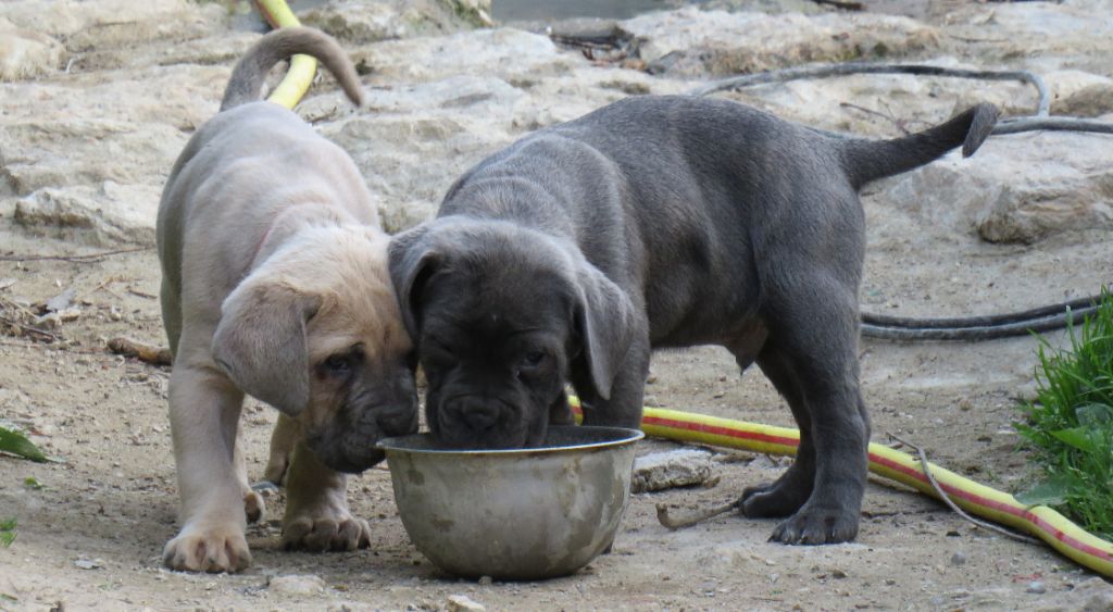 Des  Monts D'Ardeche - Rocky & Ramses