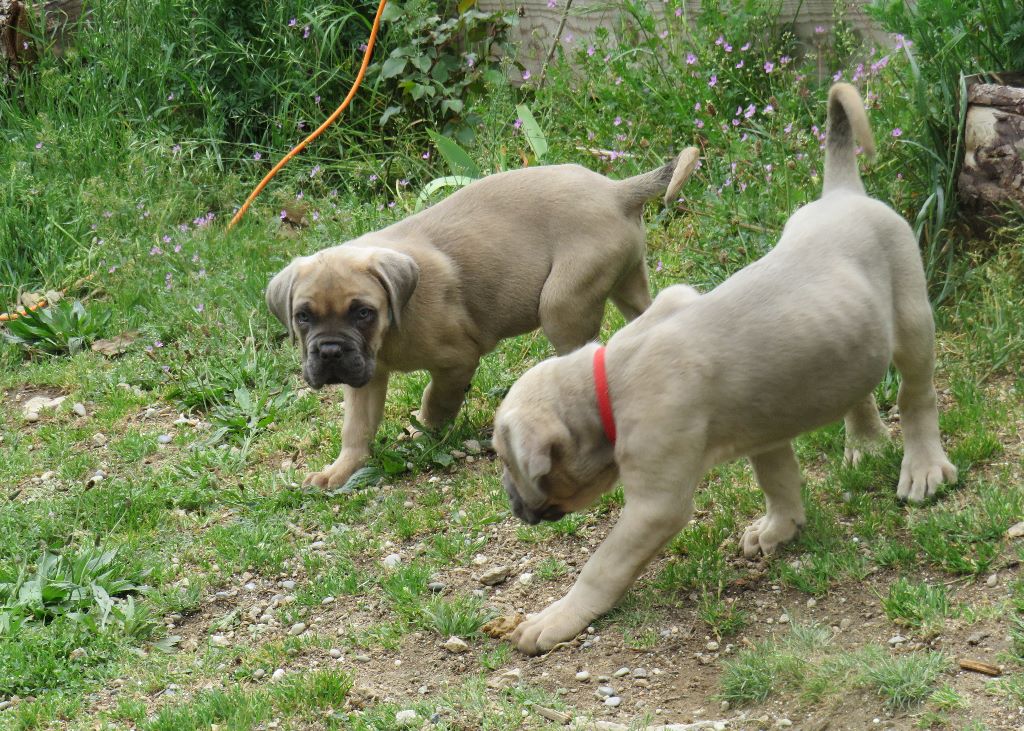 Des  Monts D'Ardeche - Les petits Blond