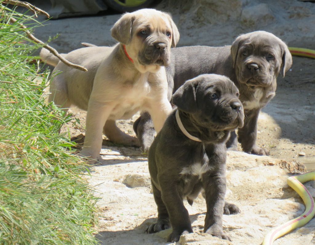 Des  Monts D'Ardeche -  Video des chiots nés le 05 Mars 2020