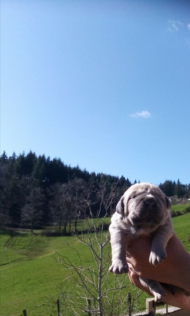 Des  Monts D'Ardeche - Chiot mâle ne le 05 mars 2020 