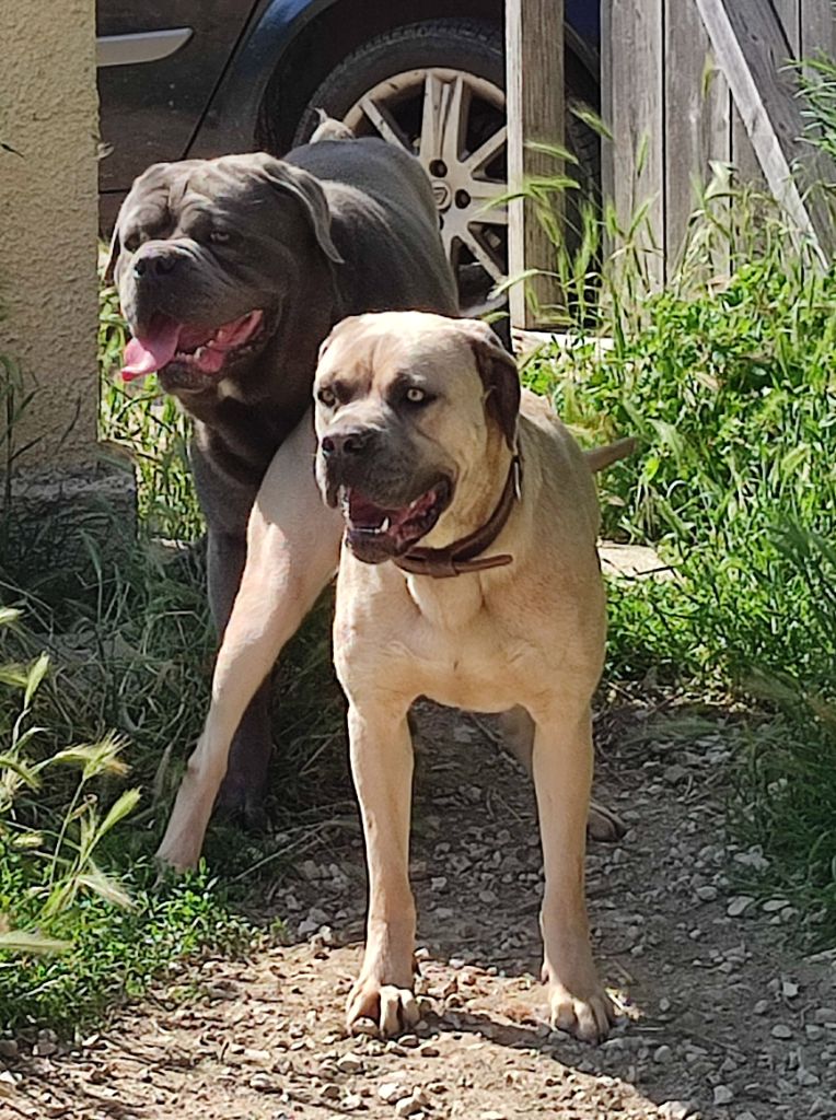 Des  Monts D'Ardeche - Sia Des Monts d'Ardèche & Mister T Des Monts d 'Ardeche 