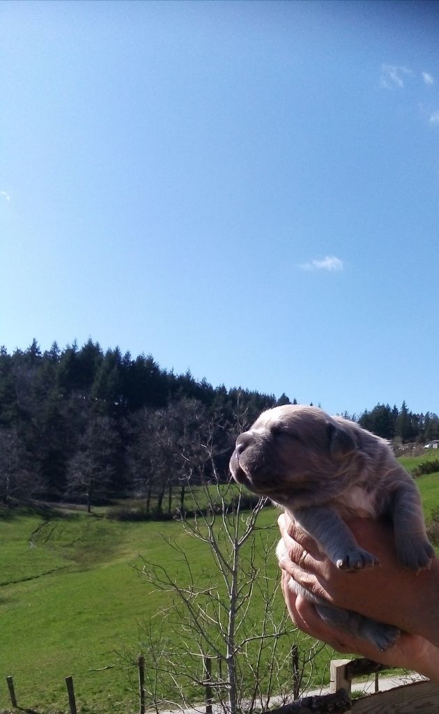 Des  Monts D'Ardeche - Chiot mâle ne le 05 mars 2020 