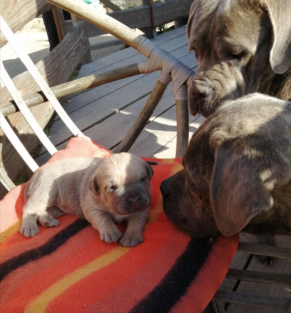 Des  Monts D'Ardeche - Chiots mâle Né le 05 Mars 2020