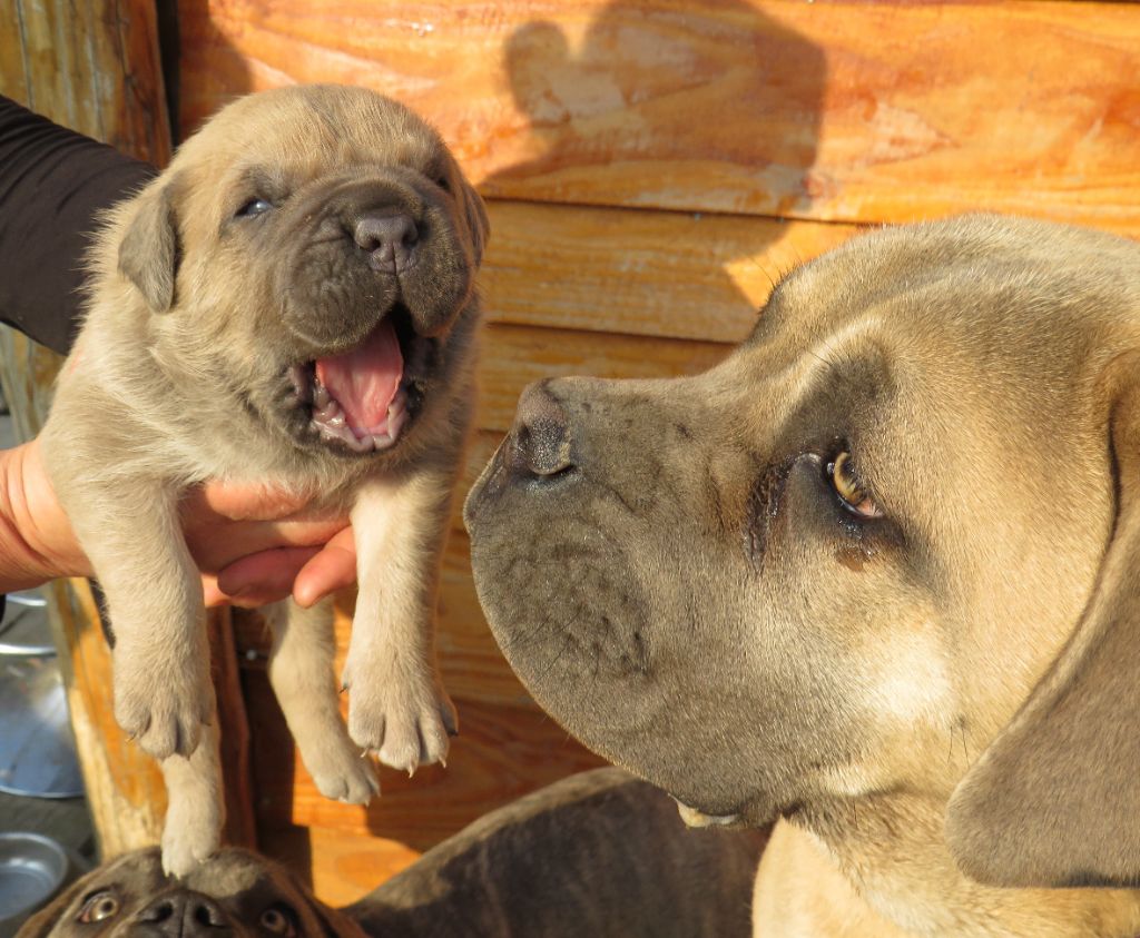 Des  Monts D'Ardeche - Chiot Mâle disponible à la réservation 