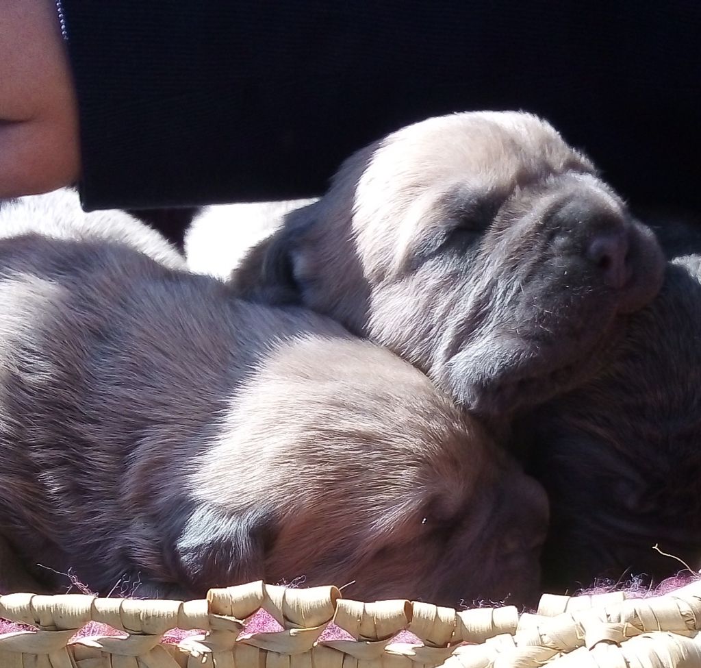 Des  Monts D'Ardeche - Chiots mâle 