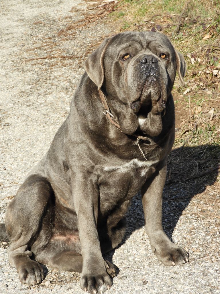 Des  Monts D'Ardeche - Mister T Des Monts D'Ardèche 