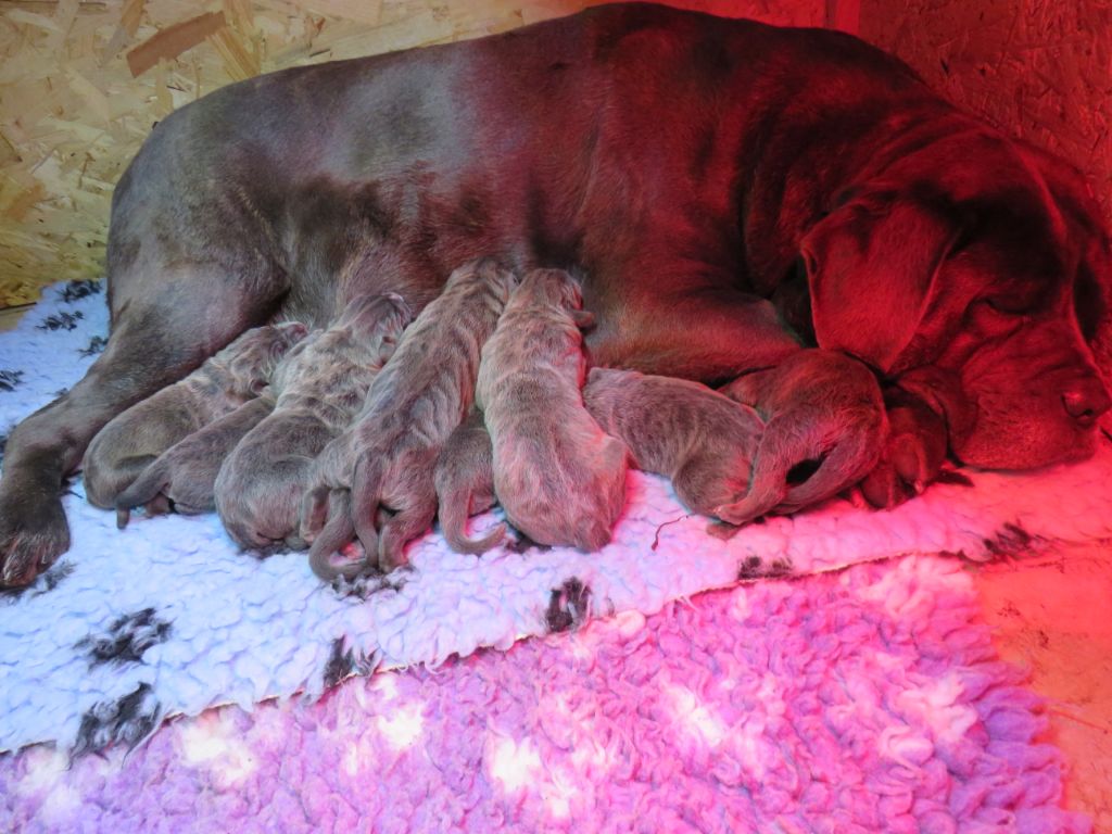 Des  Monts D'Ardeche - Naissance de BB de Mengie & Ludwig 