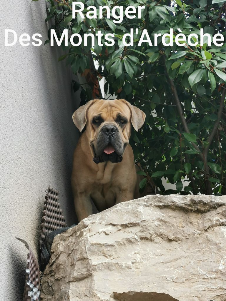 Des  Monts D'Ardeche - Ranger Des Monts d Ardèche.Mâle chez chez nous 