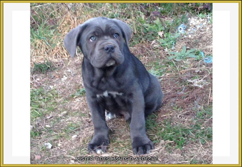 Mister t Des  Monts D'Ardeche