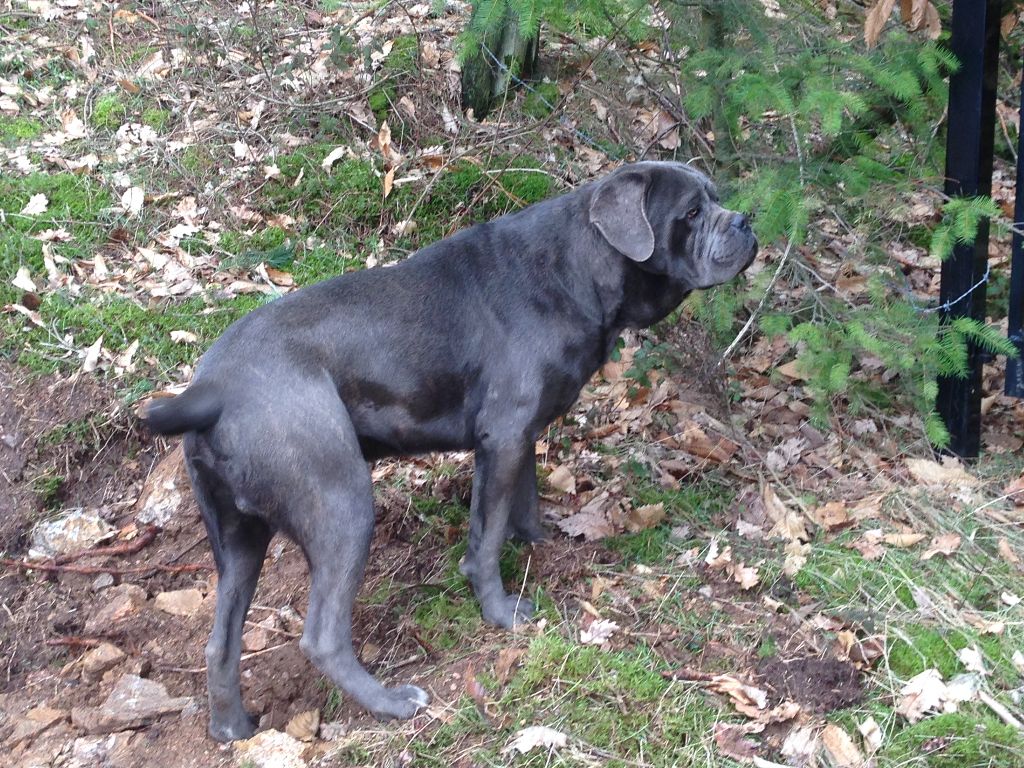 Mister t Des  Monts D'Ardeche