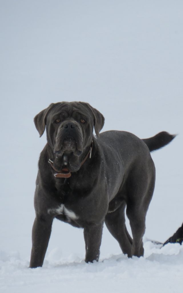 Mister t Des  Monts D'Ardeche