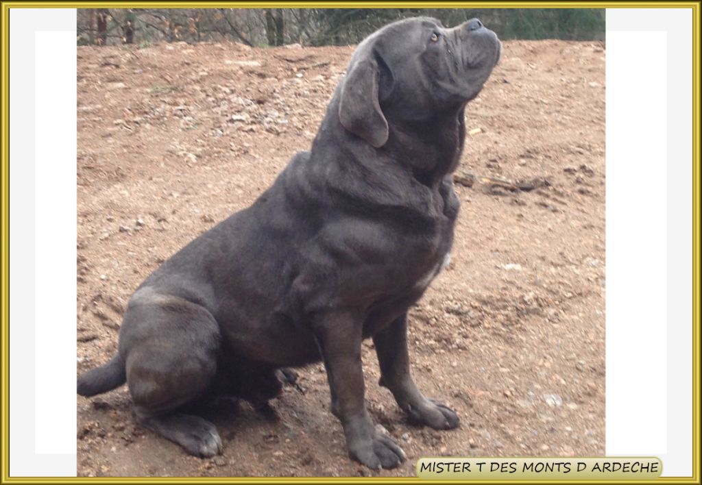 Mister t Des  Monts D'Ardeche