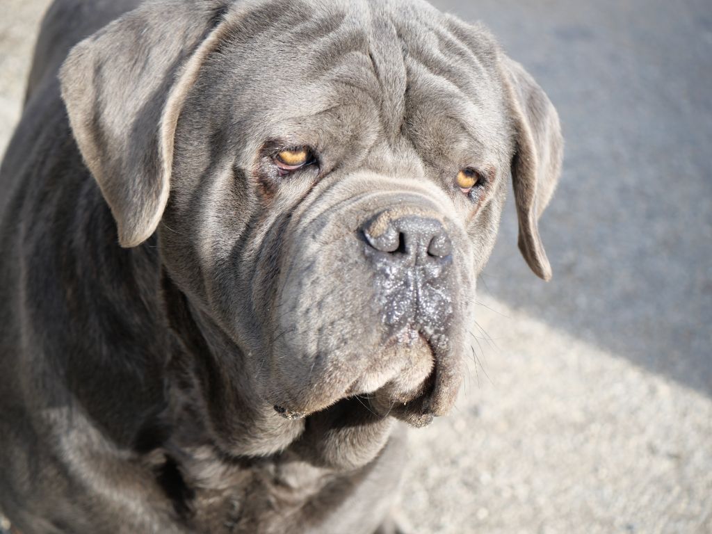 Mister t Des  Monts D'Ardeche