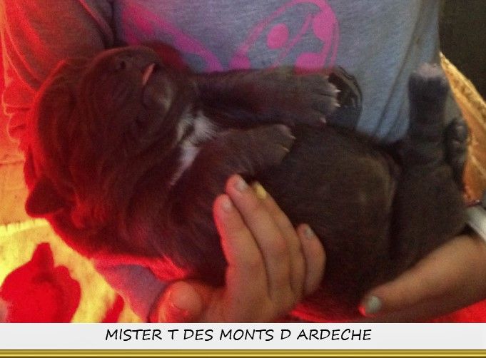 Mister t Des  Monts D'Ardeche