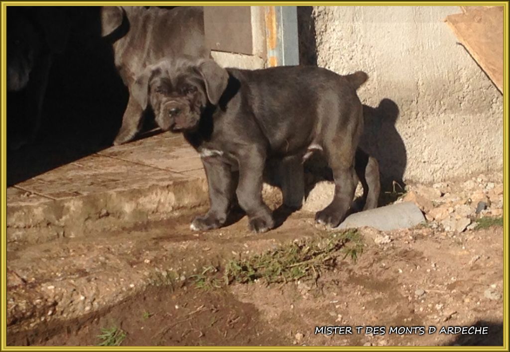 Mister t Des  Monts D'Ardeche