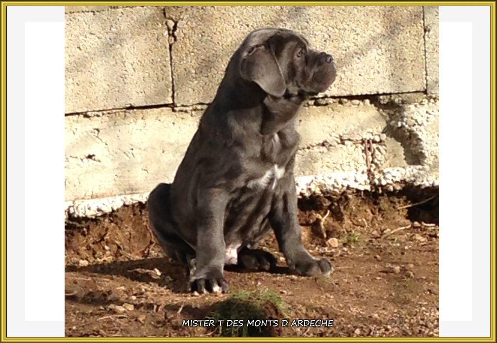 Mister t Des  Monts D'Ardeche