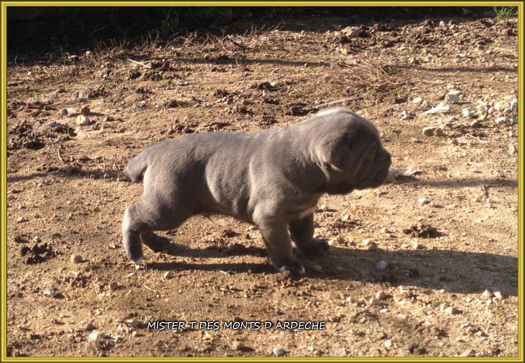 Mister t Des  Monts D'Ardeche