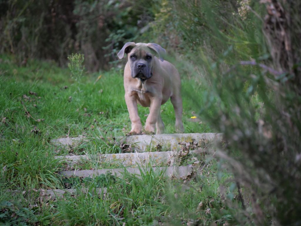 Vulkane Des  Monts D'Ardeche