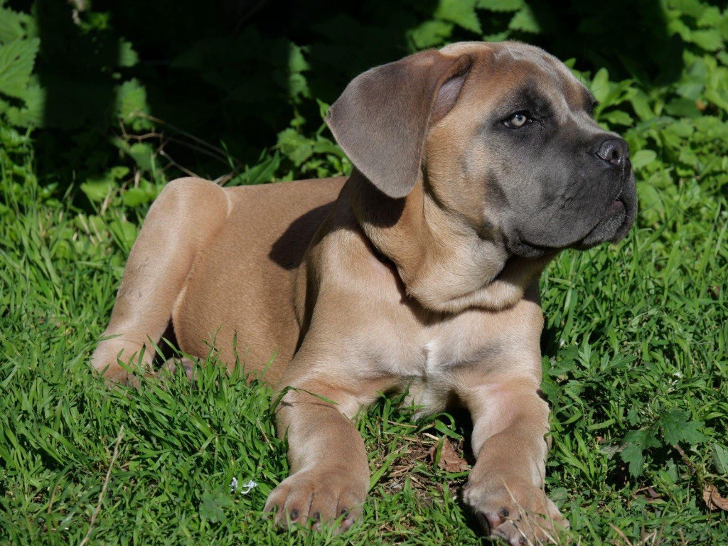 Des  Monts D'Ardeche - Chiot disponible  - Cane Corso