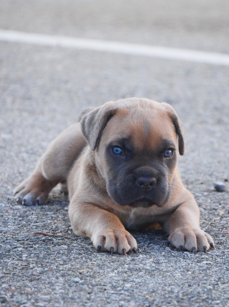 Des  Monts D'Ardeche - Chiot disponible  - Cane Corso