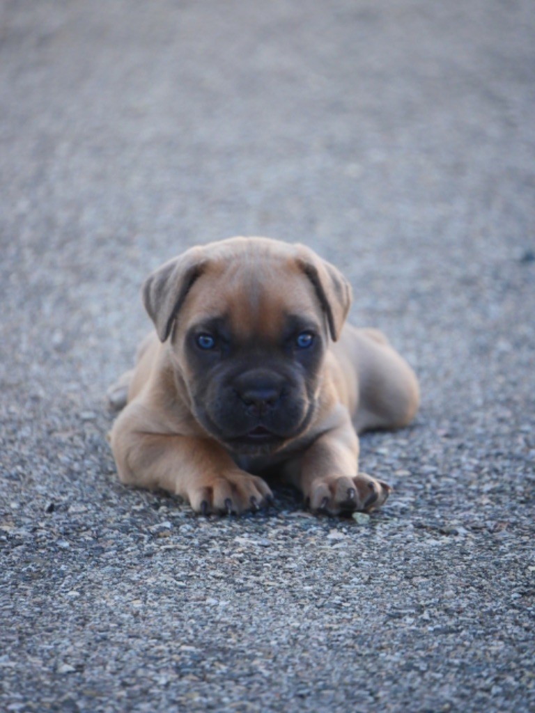 chiot Cane Corso Des  Monts D'Ardeche