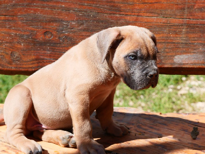 Des  Monts D'Ardeche - Cane Corso - Portée née le 25/07/2024