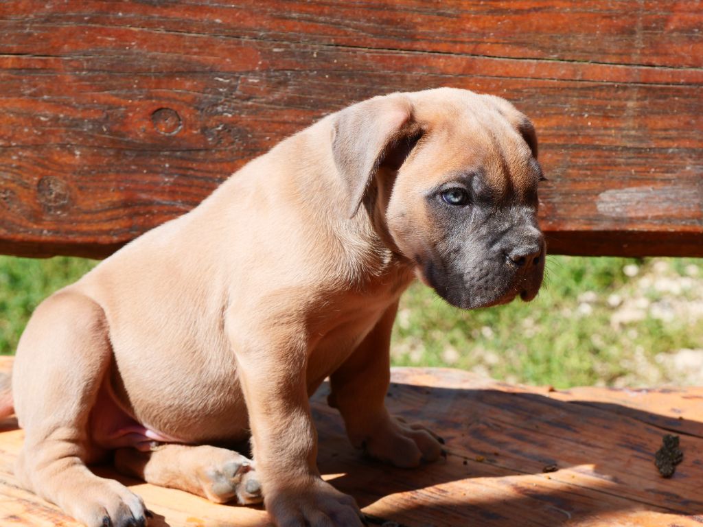 chiot Cane Corso Des  Monts D'Ardeche