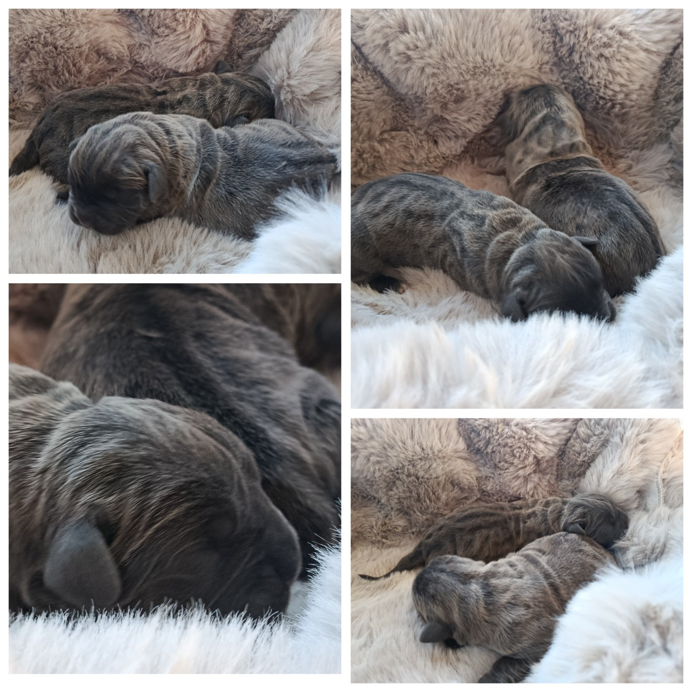 Chiots femelles disponible à la réservation