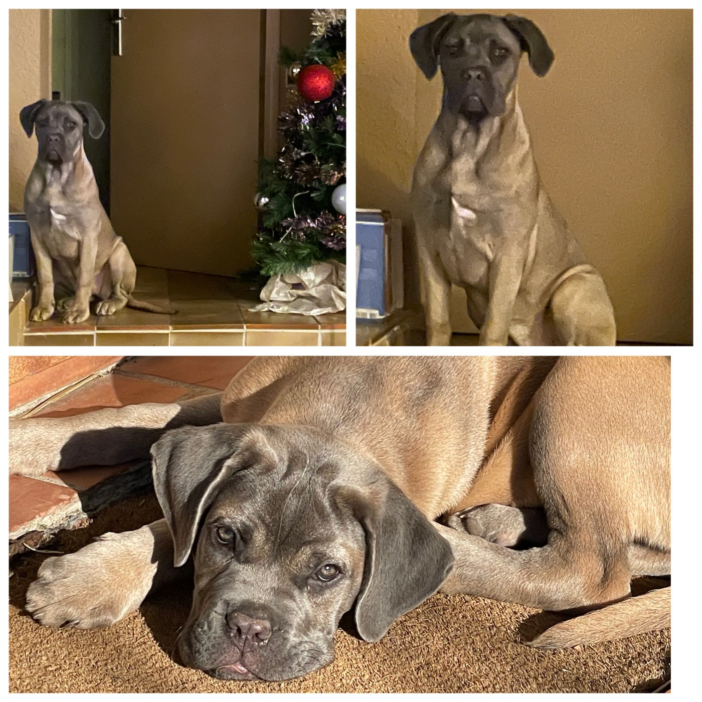 Magnifique femelle froment disponible