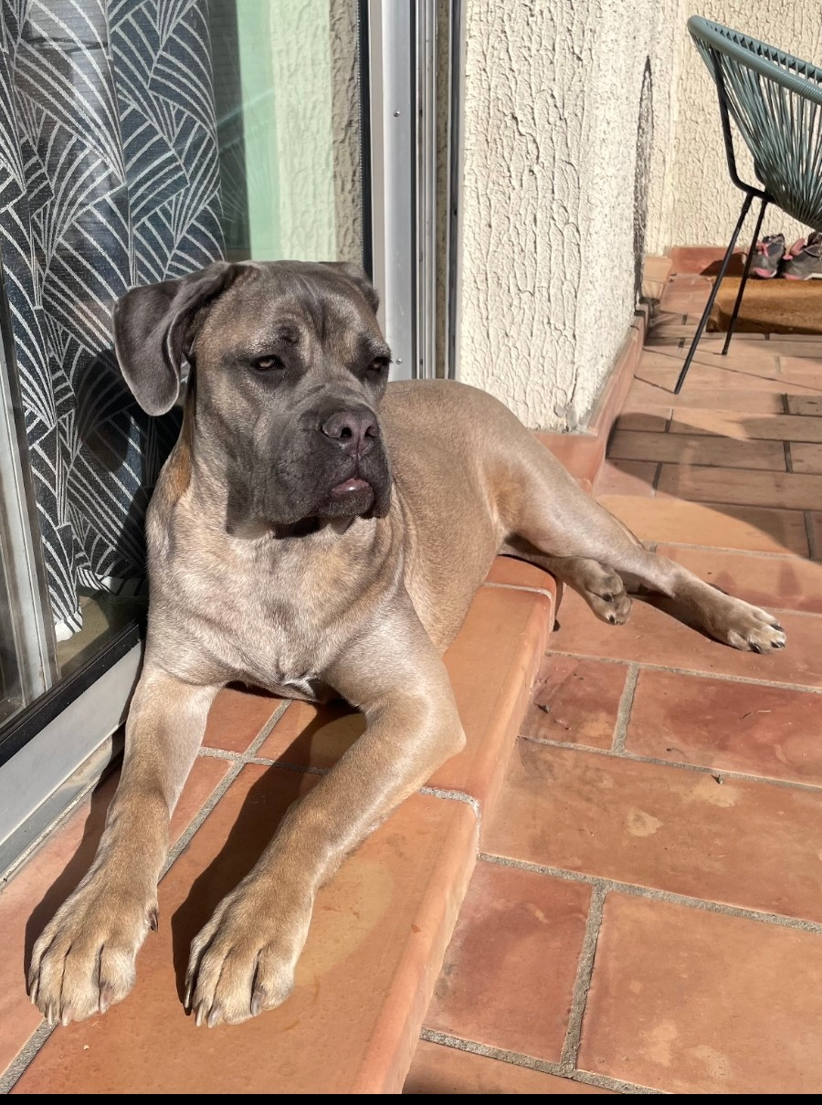 Magnifique femelle froment disponible