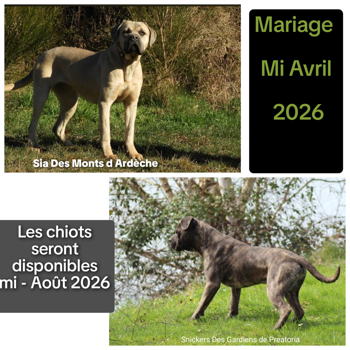 Premier mariage du Printemps 2026
