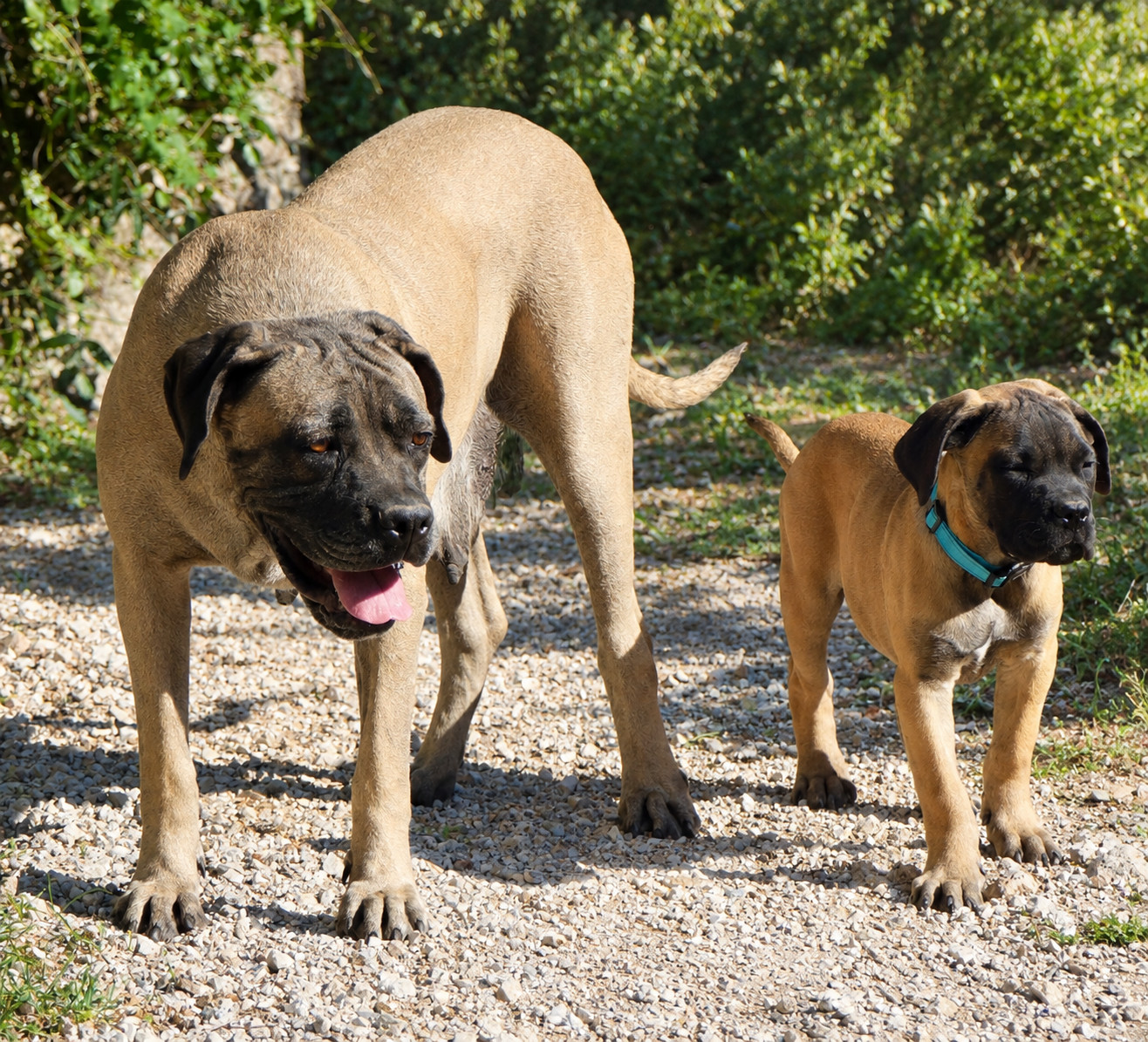 Deux magnifique mâles Fauve masque noir sont disponible à l'élevage Des Montagnes Ardèchoise