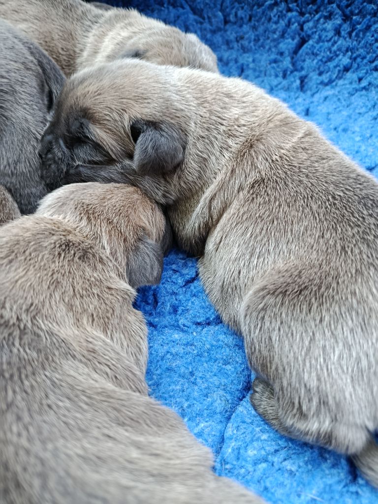 9 jours déjà pour les bébés de Sia Des Monts d'Ardèche 