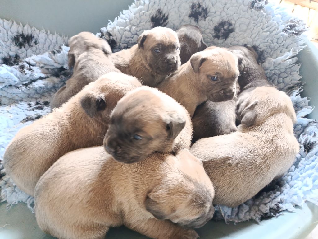 Magnifique chiots disponibles à la réservation 