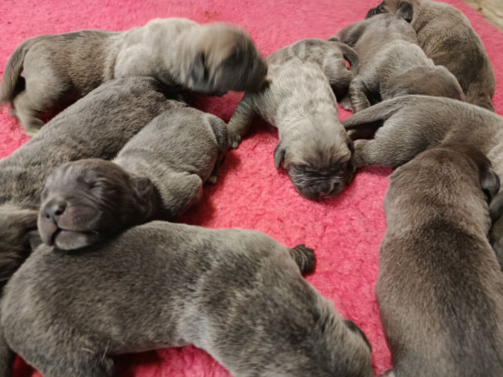 Les chiots de Sia Des Monts d'Ardèche 