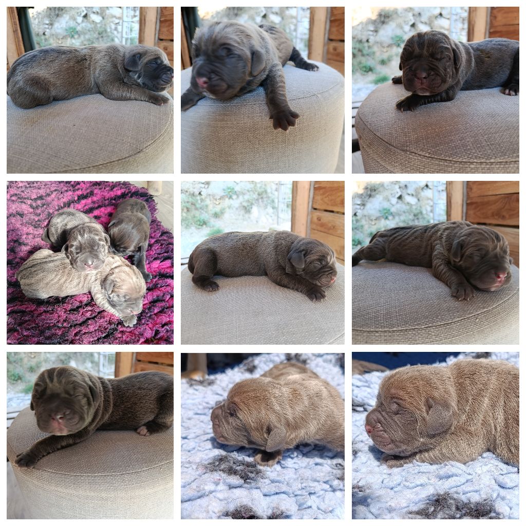 Des  Monts D'Ardeche - Naissance des chiots ce 7 Août 2025