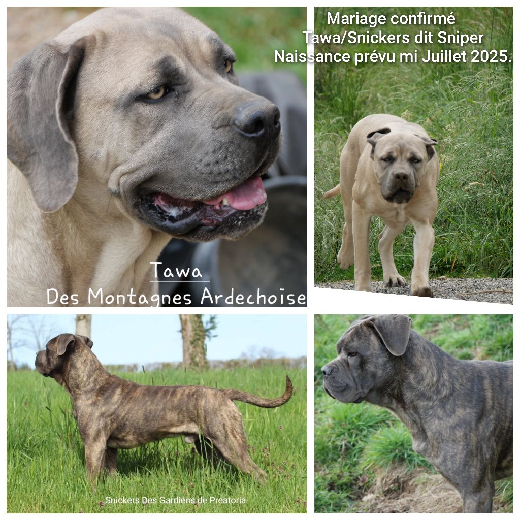 Mariage confirmé  les chiots naîtront en juillet 2025