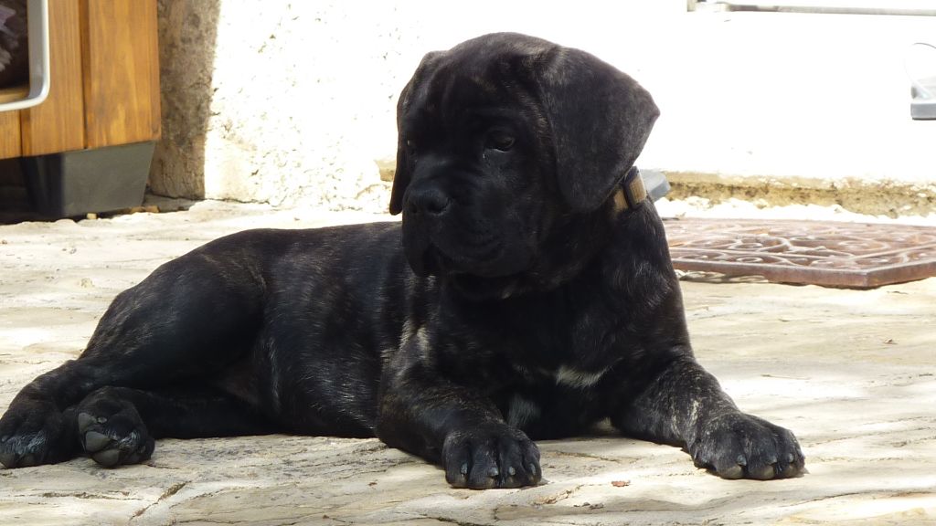 L AMOUR DU CANE