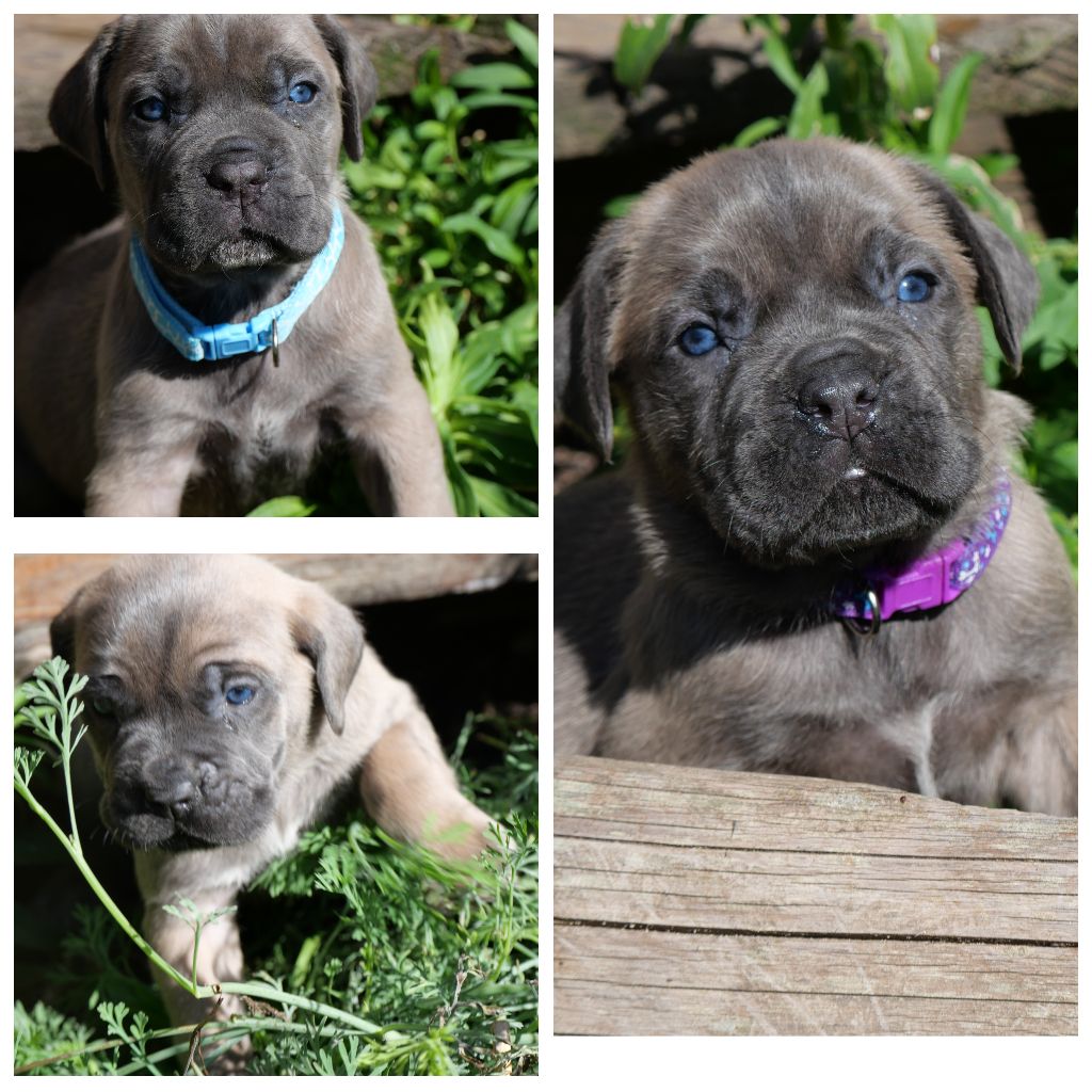 Chiot nés chez nous 