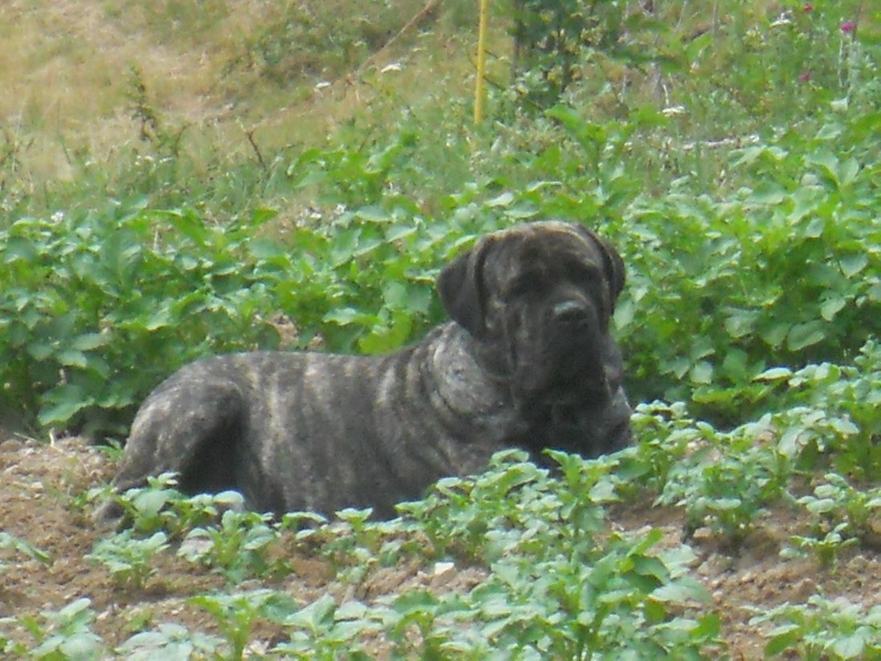 EROS DU SIATOCHI NE LE 24/06/09