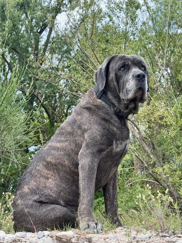 Chiot nés chez nous