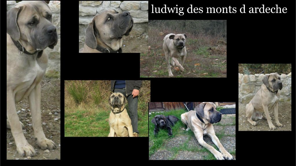 Ludwig Des Monts d'Ardèche