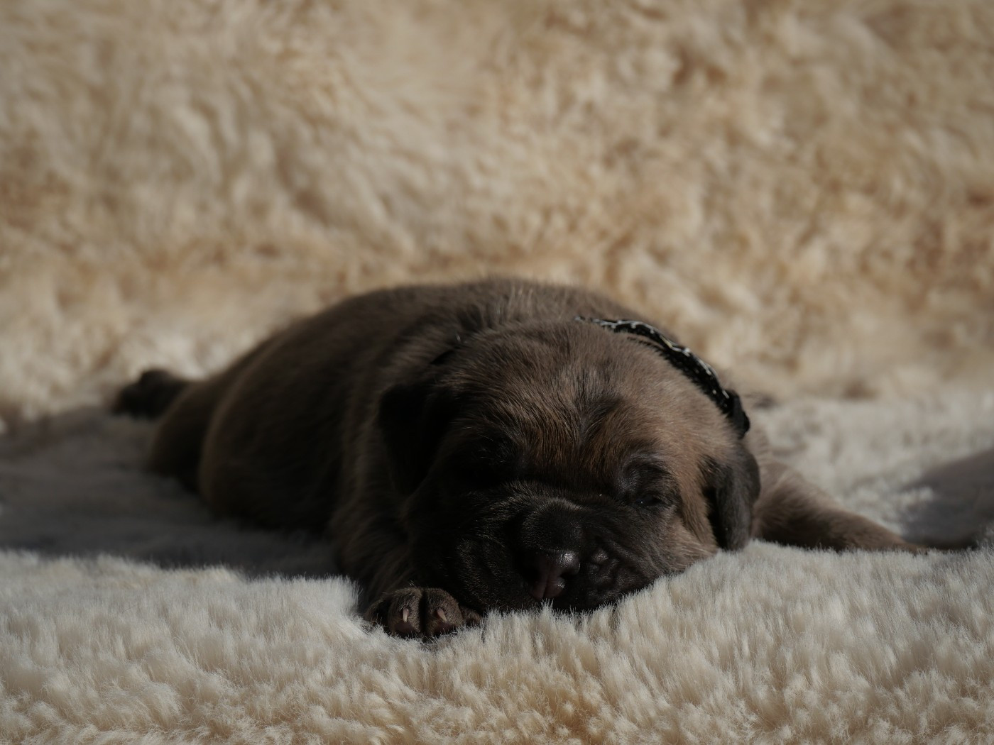 Des Monts D'Ardeche - Chiots disponibles - Cane Corso