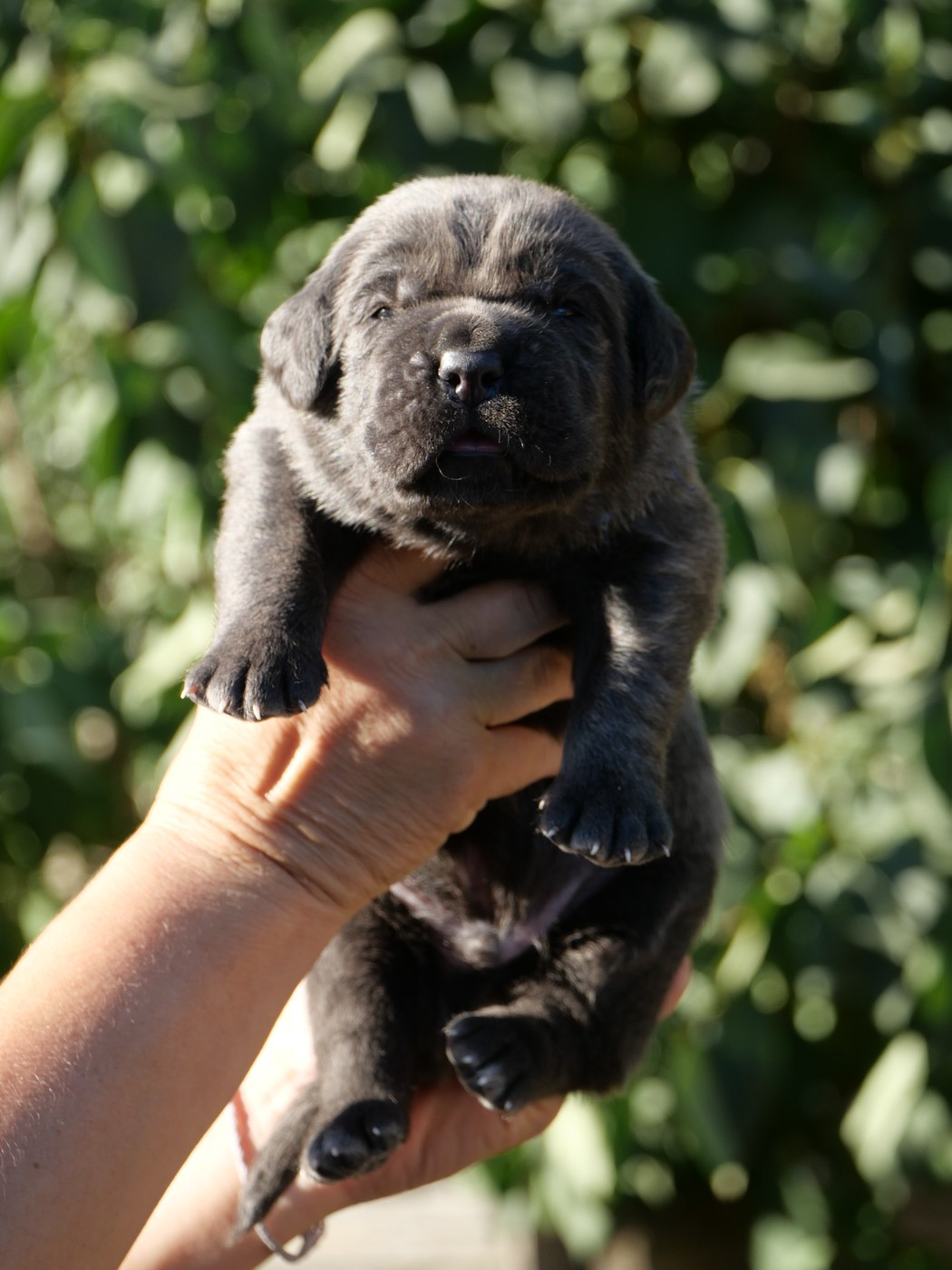 Des Monts D'Ardeche - Chiots disponibles - Cane Corso