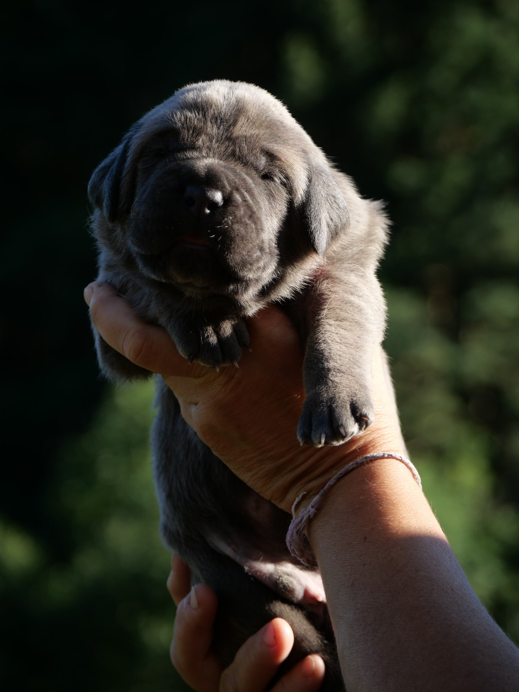 Des Monts D'Ardeche - Chiots disponibles - Cane Corso