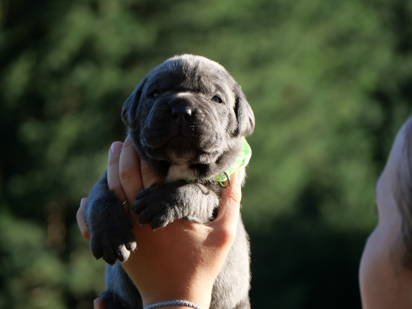 Des Monts D'Ardeche - Chiots disponibles - Cane Corso
