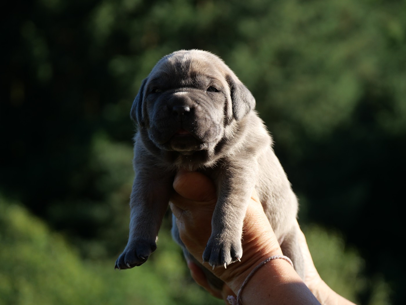 Des Monts D'Ardeche - Chiots disponibles - Cane Corso